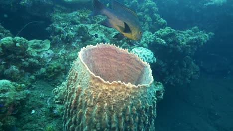 pargo-de-medianoche-y-el-barril-de-la-esponja-en-la-ruina-de-la-libertad-en-tulamben,-bali