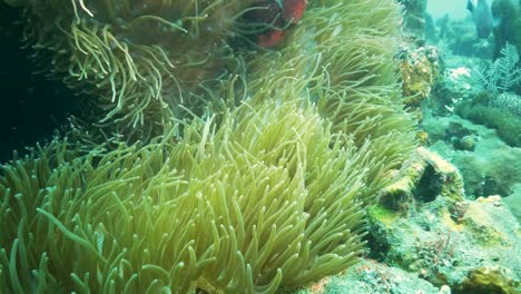 Kastanienbrauner-Clownfische-in-ihrer-Host-Anenome-in-der-Nähe-von-Liberty-Wrack-in-Tulamben,-bali