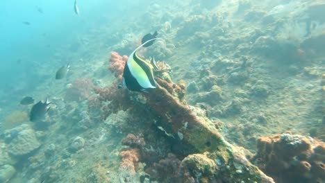 tracking-shot-of-a-moorish-idol-fish-feeding-on-the-liberty-wreck-in-bali