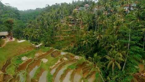 4K-Drone-Top-View-of-Rice-Terraces-in-Tegallalang-Ubud-Bali