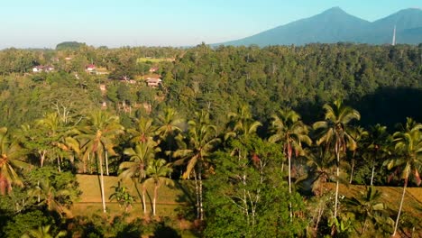 Amazing-view-from-drone-with-coconut-palms-and-terraces.-Aerial-video