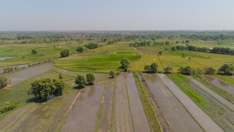 Reisfeld-und-landwirtschaftlich-genutzten-Flächen-in-Indonesien