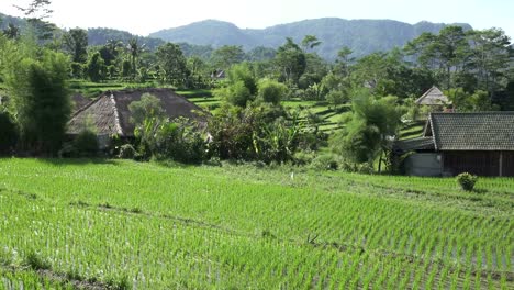 Aufnahmen-über-Reis-Terrasse-und-Palmen-Bäume-Berg-und-Haus-des-Bauern.-Bali.-Indonesien