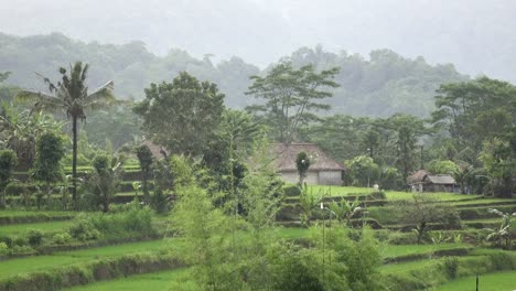 Aufnahmen-über-Reis-Terrasse-und-Palmen-Bäume-Berg-und-Haus-des-Bauern.-Bali.-Indonesien