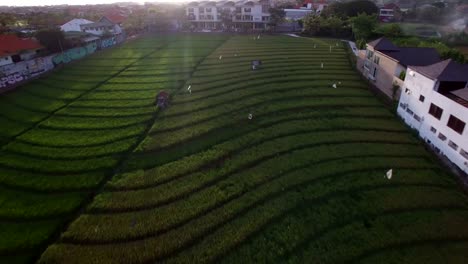 niedrige-vorwärts-Birdseye-über-üppige-Bali-Reis-Terrasse