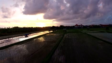 low-forward-aerial-sunset-over-rice-fields