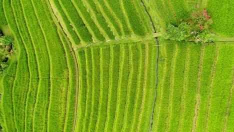 Video-aéreo-en-un-campo-de-arroz-de-paisaje-increíble-en-Bali,-Indonesia