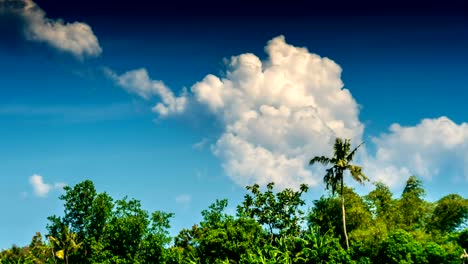 Tropische-Bäume-und-Wolken-Zeitraffer