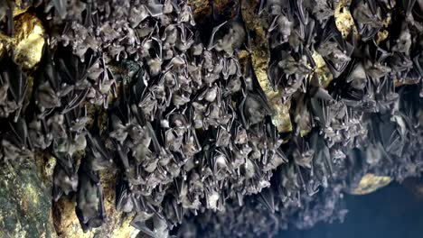 Mouse-Bats-on-the-cave-arch-in-Pura-Goa-Lawah-(bat-cave-temple).-The-temple-is-built-surrounding-a-limestone-cave-that-housed-thousands-of-bats.-East-Bali.-Indonesia,