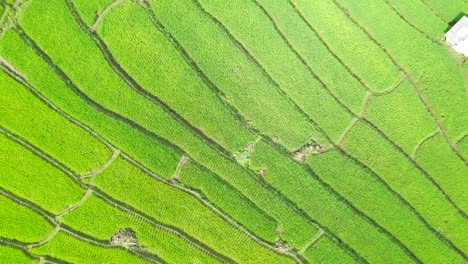 Luftaufnahme,-die-erstaunliche-Landschaft-Reisterrassen-in-einen-schönen-Tag