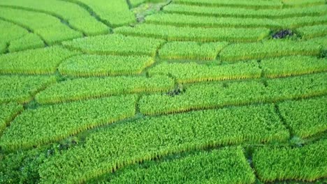 drone-aerial-view-:-beautiful-landscape-view-of-rice-terraces