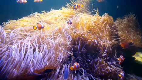 4K.-Nemo-clown-fish-swimming-in-the-sea-anemone-on-the-colorful-healthy-coral-reef.-Anemonefish-nemo-group-swimming-underwater.