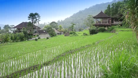 Blick-auf-die-Reisterrassen-von-Berg-und-Haus-des-Bauern.-Bali,-Indonesien.-UHD-4K