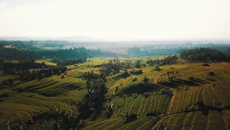 Stunning-Rice-Terraces-Surrounded-With-Palm-Trees-At-Sunrise-Aerial-Shot-4K