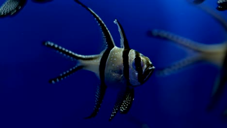 Banggai-Cardinal-Fish