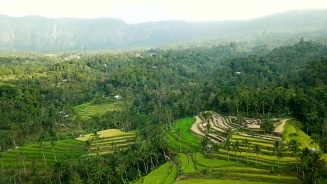 Aerial-video-above-rice-terraces