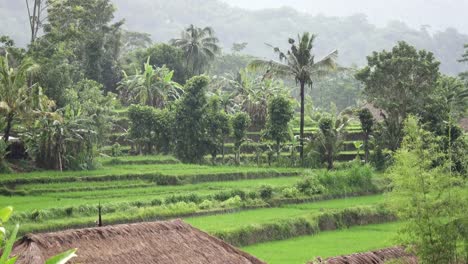 Ver-terrazas-de-arroz-de-la-montaña-y-la-casa-de-los-agricultores.-Bali,-Indonesia.-UHD-4K