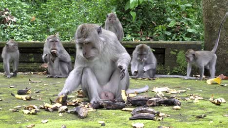 Die-Krabbe-Essen-Makaken,-Macaca-Fascicularis,-auch-bekannt-als-Long-tailed-Macaque,-Sangeh-Monkey-Forest-Bali