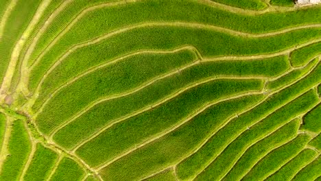 Rice-field-terrace-on-mountain-agriculture-land.