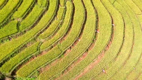 Luftaufnahme-von-Dorn-Reis-Terrasse-Reisterrassen-bei-Pa-Pong-Pieng-in-Mae-Chaem,-Chiang-Mai,-Norden-von-Thailand