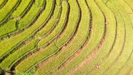 Vista-aérea-de-dorn-terrazas-terraza-arroz-pa-pong-pieng-en-Mae-Chaem,-Chiang-Mai,-norte-de-Tailandia