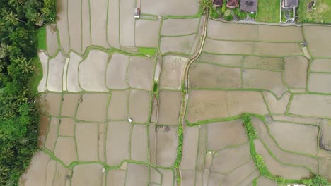 balinese-rice-terraces-at-Ubud-Bali-Indonesia.