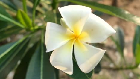 Frangipani-flower