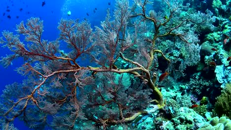 Large-sea-fan-and-marine-life-in-Wakatobi-National-Park,-Indonesia.