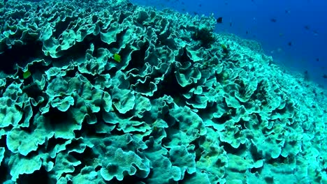 Abundancia-de-coral-y-vida-marina-en-el-Parque-Nacional-de-Wakatobi,-Indonesia.