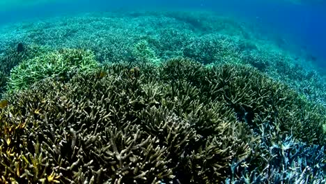 Staghorn-coral-in-Wakatobi-National-Park,-Indonesia.