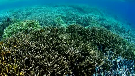 Coral-cuerno-de-ciervo-en-el-Parque-Nacional-de-Wakatobi,-Indonesia.