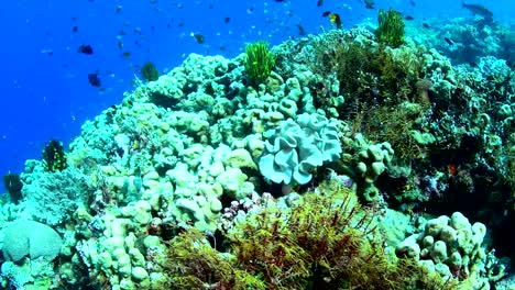 Abundancia-de-coral-y-vida-marina-en-el-Parque-Nacional-de-Wakatobi,-Indonesia.