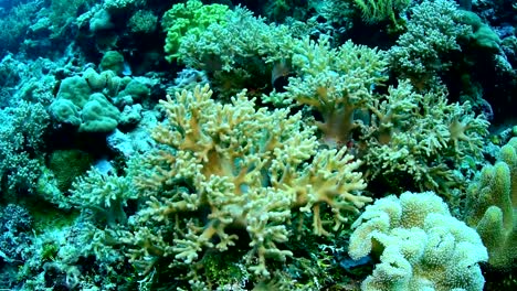 Überfluss-Riff-und-Marine-Leben-in-Wakatobi-Nationalpark,-Indonesien.