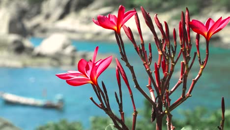 Lebhafte-rote-Blüten-Plumeria-Blumen-vor-dem-Meer-Bucht-mit-einigen-großen-Granitfelsen-und-Unscharf-gestellt-lange-Rute-Boot-wackeln-im-wind