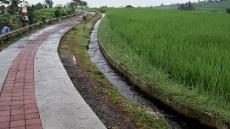 Terrazas-de-arroz-de-Bali-Indonesia