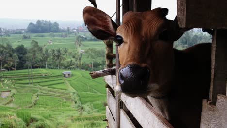 Reis-Terrassen-von-Bali-Indonesien