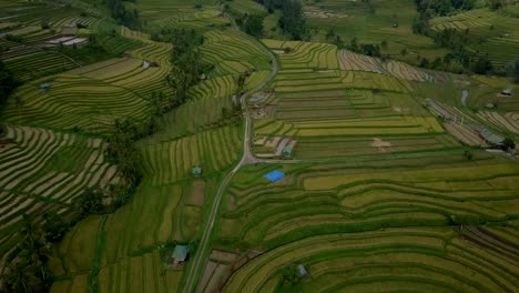 Aerial-view-of-rice-terraces-in-Ubud,-Bali,-Indonesia--Drone-point-of-view-4K-resolution,-filmed-in-Jatiluwih-rice-terraces,-Asia.
