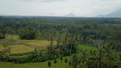 Aerial-point-of-view-of-stunning-rice-fields-terrace-in-Bali,-Indonesia.-Rural-Balinese-aerial-filmed-from-above-using-a-drone