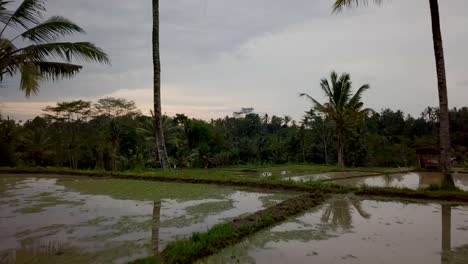 Aerial-point-of-view-of-stunning-rice-fields-terrace-in-Bali,-Indonesia.-Rural-Balinese-aerial-filmed-from-above-using-a-drone