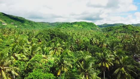 Flight-over-rain-forest