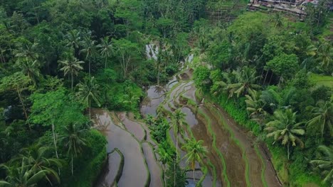 Tegallalang-terrazas-de-arroz-de-Bali