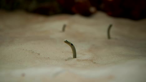 Garden-Eel---Gorgasia-sillneri-in-aquarium