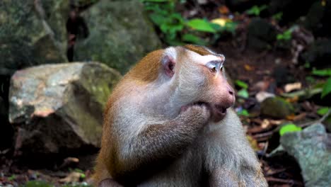 monkey-in-the-rainforest-on-the-rocks