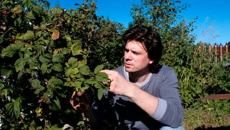 Young-brunet-man-eats-raspberries,-tearing-it-from-the-bushes-in-the-country.