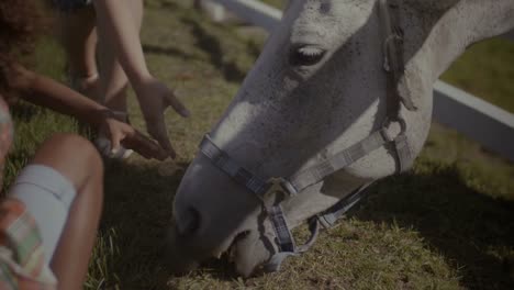 Caballos-comiendo-hierba-verde-fresca-en-la-granja