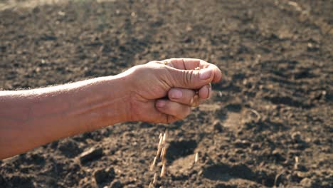 Die-Hand-eines-Mannes-zieht-ein-Korn,-das-auf-den-Boden-fällt.-Korn-in-der-Hand-eines-Landwirts-auf-dem-Hintergrund-der-Erde