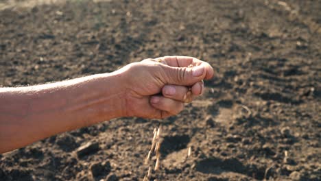 A-man's-hand-pulls-a-grain-that-falls-to-the-ground.-Grain-in-the-hand-of-a-farmer-on-the-background-of-the-earth