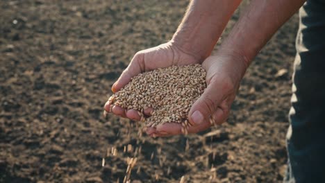 Grano-en-la-mano-de-un-granjero-en-el-fondo-de-la-tierra,-el-trigo-se-vierte-a-través-de-los-dedos-de-un-hombre-en-el-campo