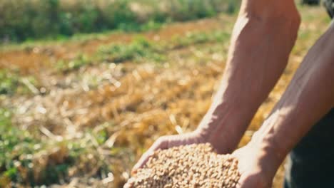 Grano-en-la-mano-de-un-granjero-contra-el-fondo-del-campo,-el-trigo-se-vierte-a-través-de-los-dedos-de-un-hombre