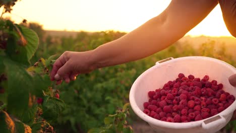 An-elderly-woman-in-a-brown-T-shirt-and-a-white-hat-rips-raspberry-berries-from-a-bush-and-puts-them-in-a-white-bowl,-a-raspberry-picker-harvesting-on-a-sunset-background